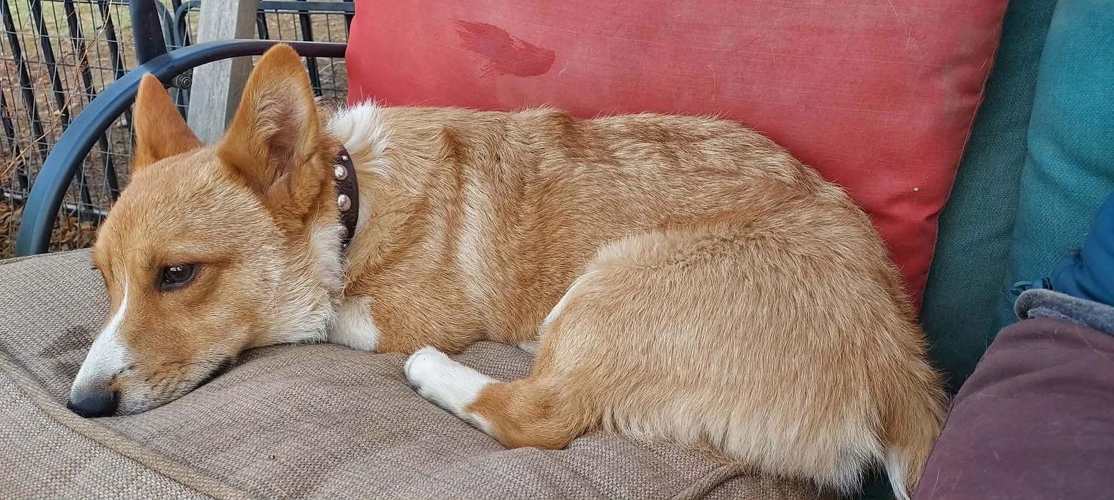 Enlarge Ziggy, a Adoptable Corgi in Denver, CO image 3/3