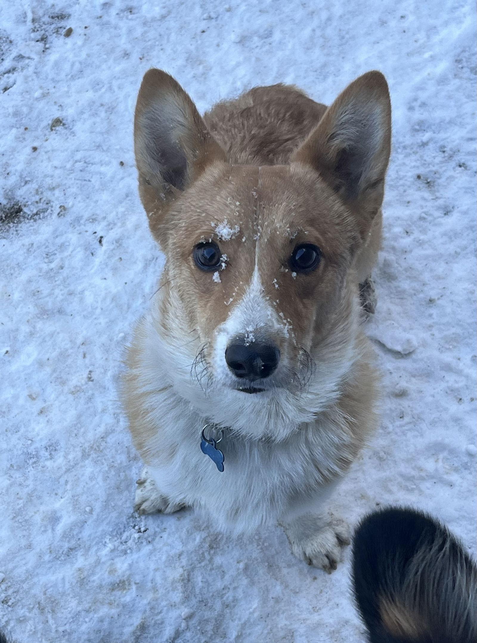 Enlarge Ziggy, a Adoptable Corgi in Denver, CO image 3/3