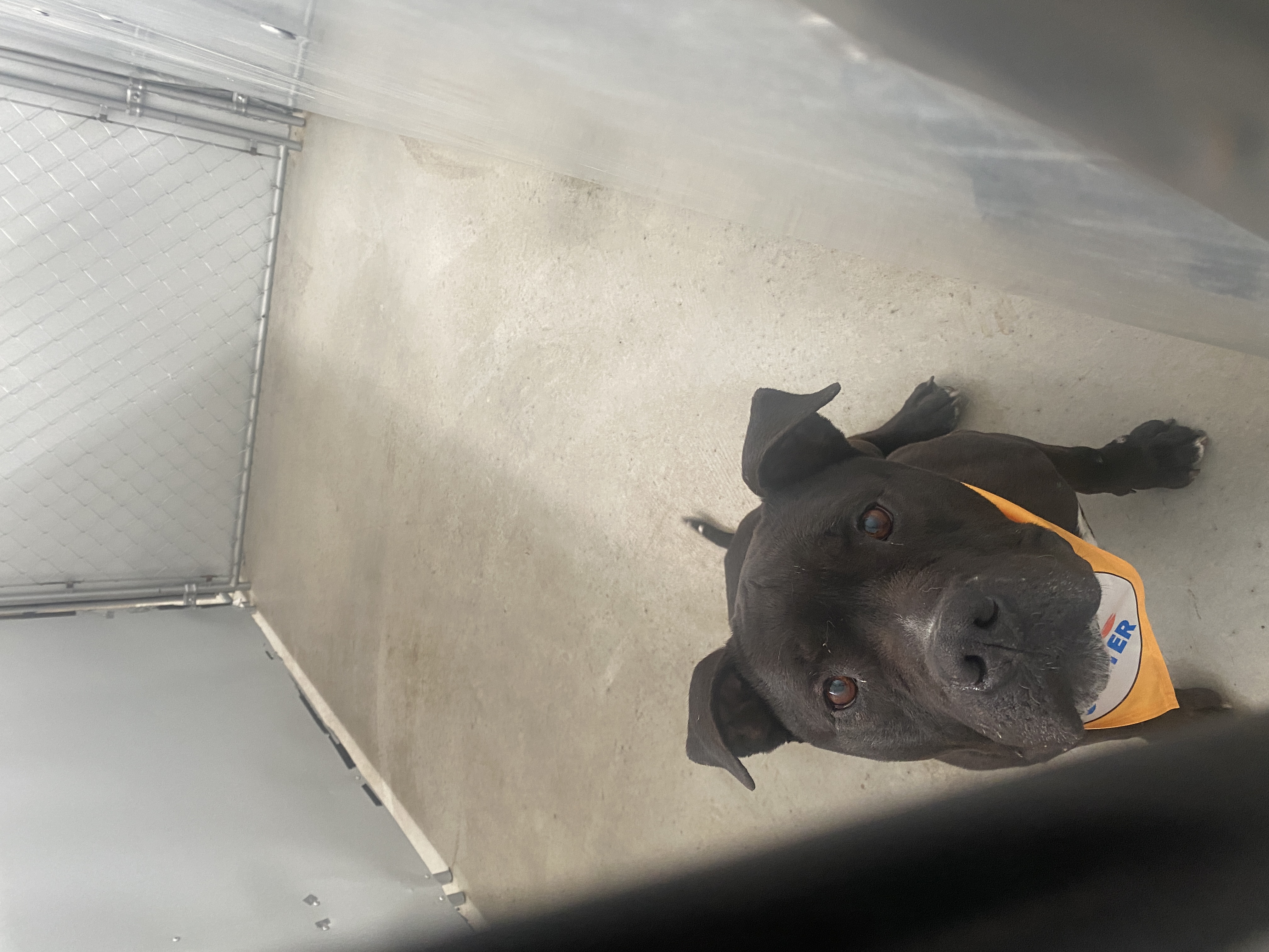 Zeus, Adult Male Pit Bull Terrier