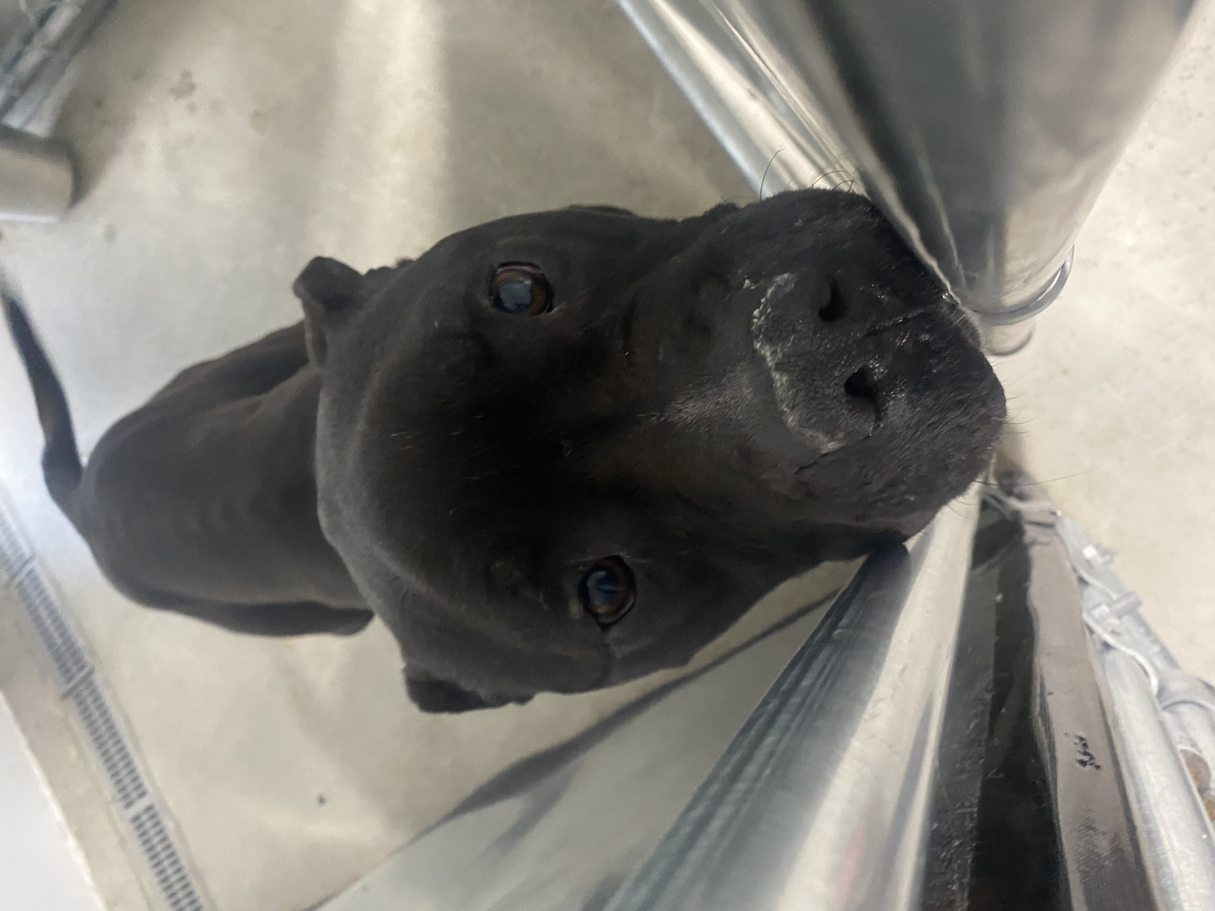Zeus photo 2