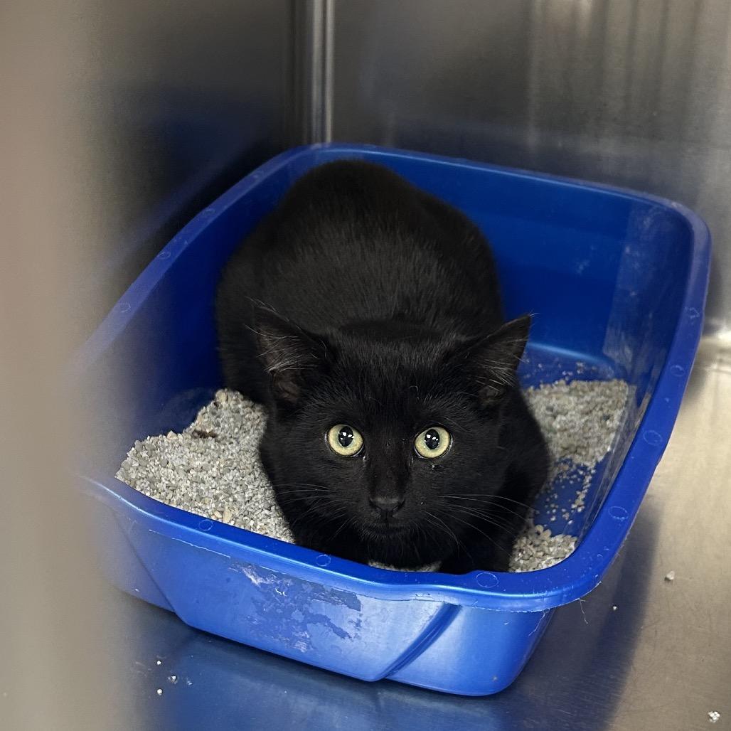 Enlarge Bobbi, a Adoptable Domestic Short Hair in Hannibal, MO image 1/1