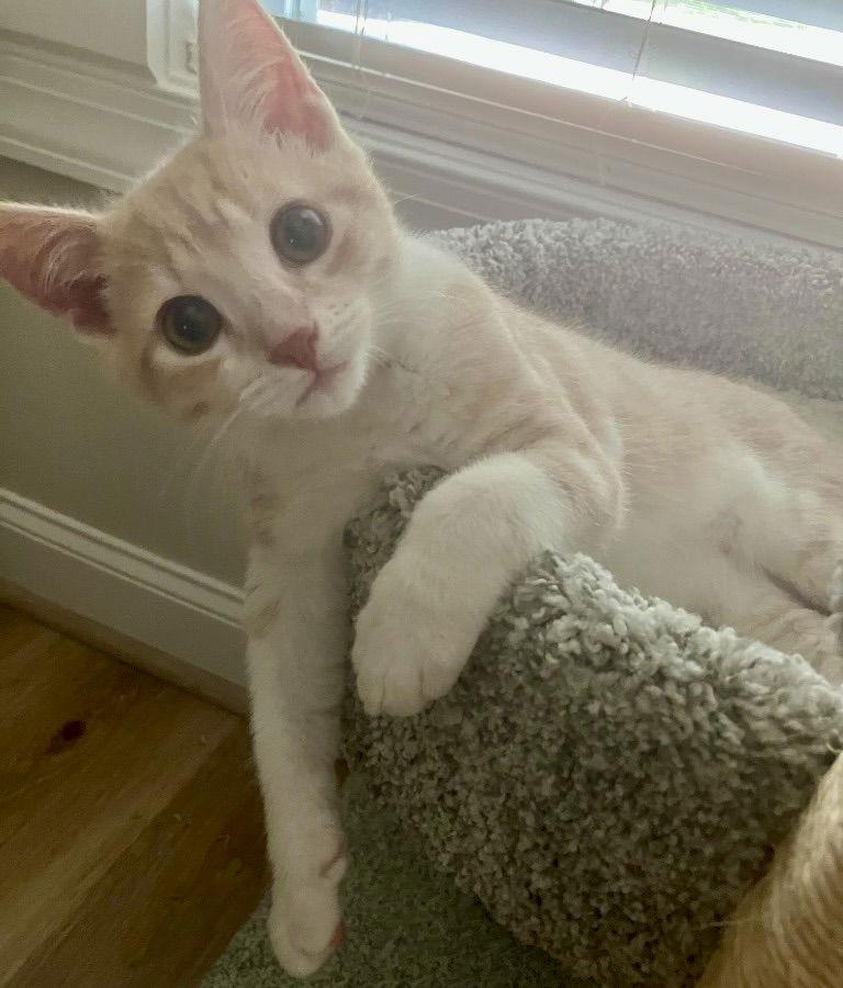 Rocket, Adoptable, Young Male Tabby & Domestic Short Hair.