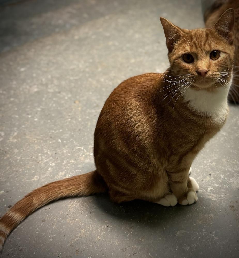 Enlarge Morris, a Adoptable Domestic Short Hair in Richmond, IN image 1/3