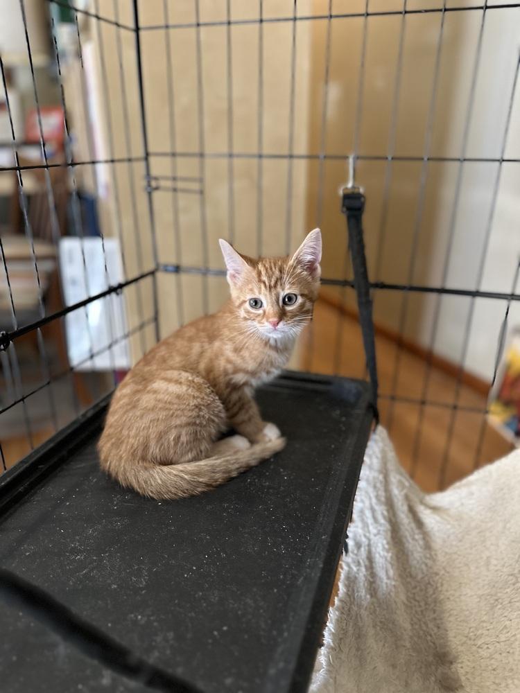 Enlarge Morris, a Adoptable Domestic Short Hair in Richmond, IN image 2/3