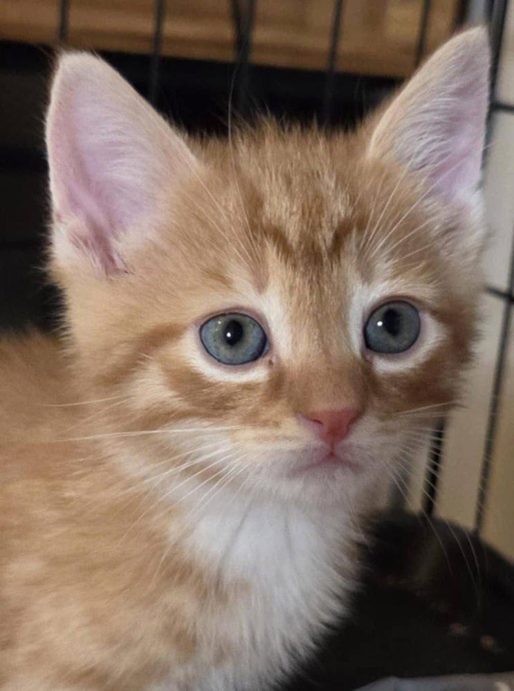 Enlarge Morris, a Adoptable Domestic Short Hair in Richmond, IN image 3/3