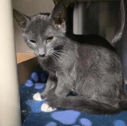 Enlarge Frick, a Adoptable mixed breed in Clinton, MO image 1/1
