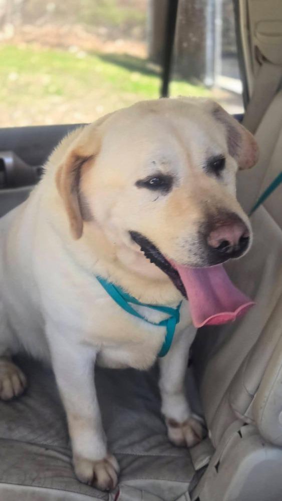 Enlarge Dozer, a Adopted Labrador Retriever in Groveland, MA image 1/1