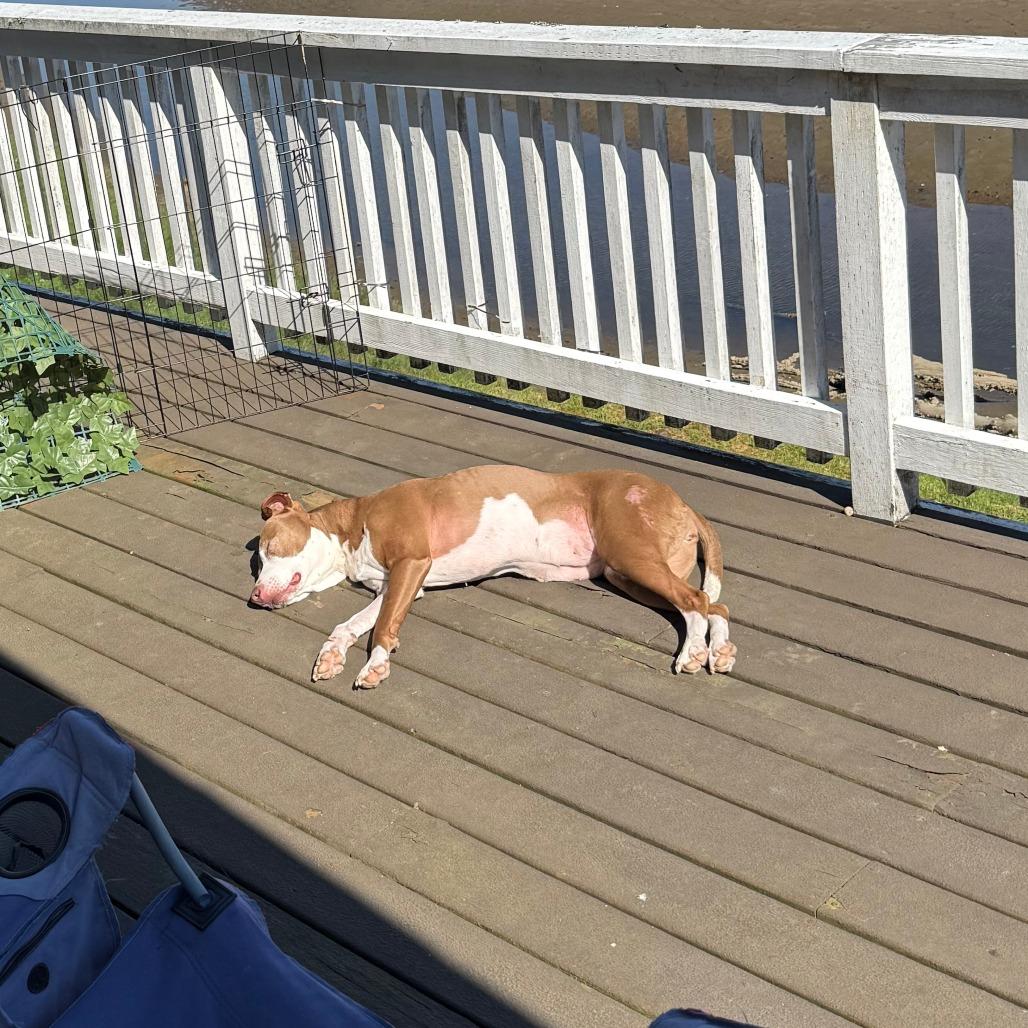 Abby, Adoptable, Senior Female Pointer & Pit Bull Terrier.