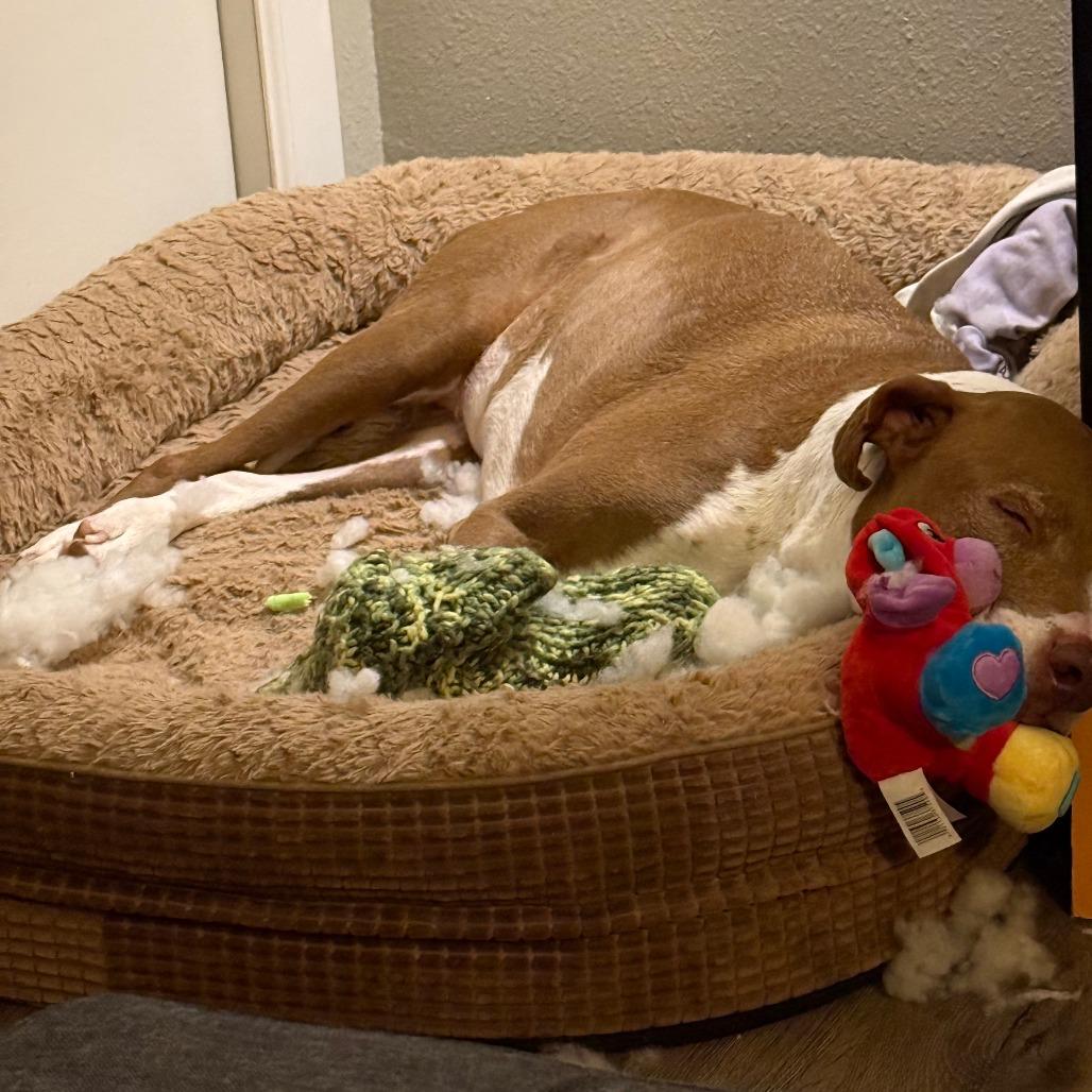 Abby, a Adoptable mixed breed in Corvallis, OR image 2/6
