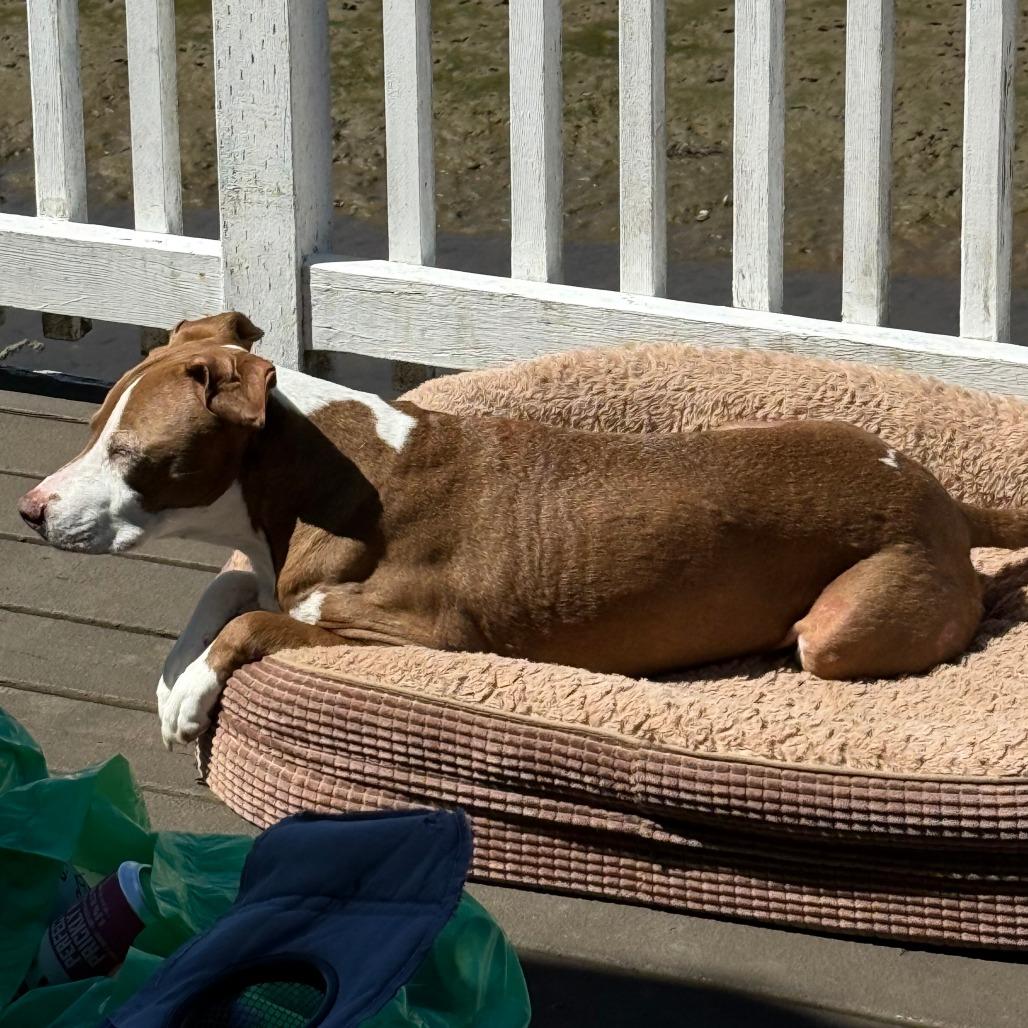 Abby, a Adoptable mixed breed in Corvallis, OR image 5/6