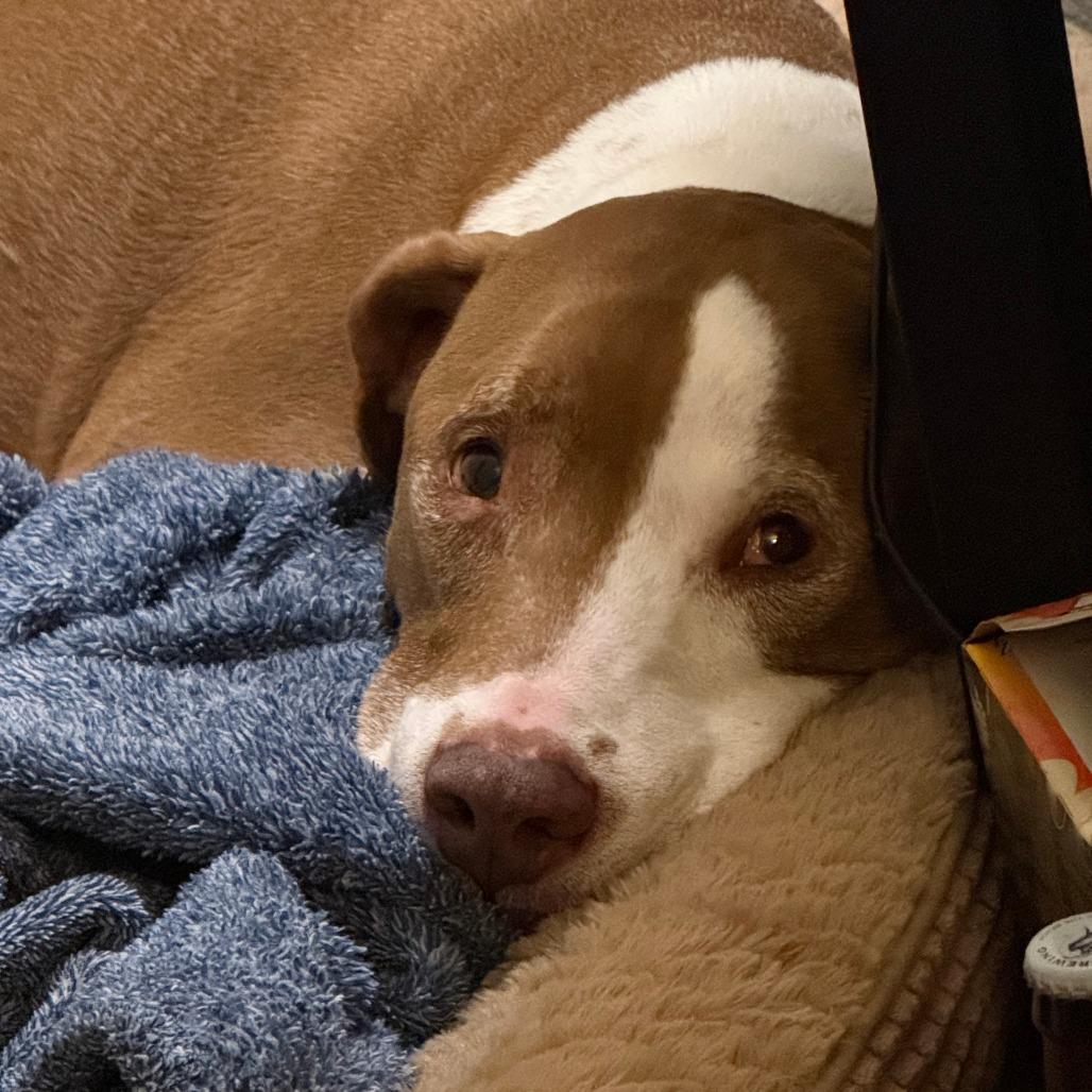 Abby, a Adoptable mixed breed in Corvallis, OR image 6/6