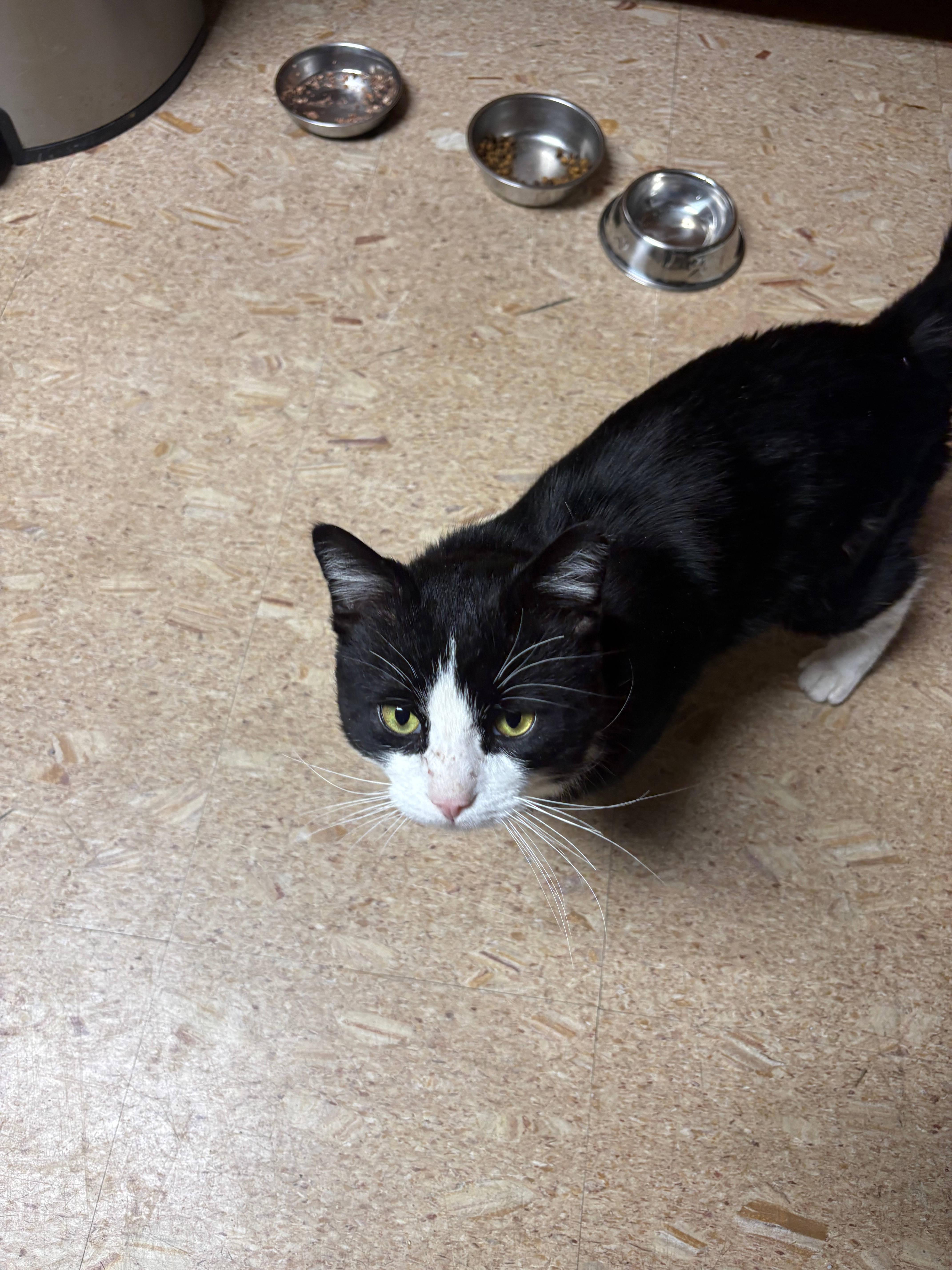 Enlarge Moo, an adoptable Domestic Short Hair in Melrose, MA image 2/6