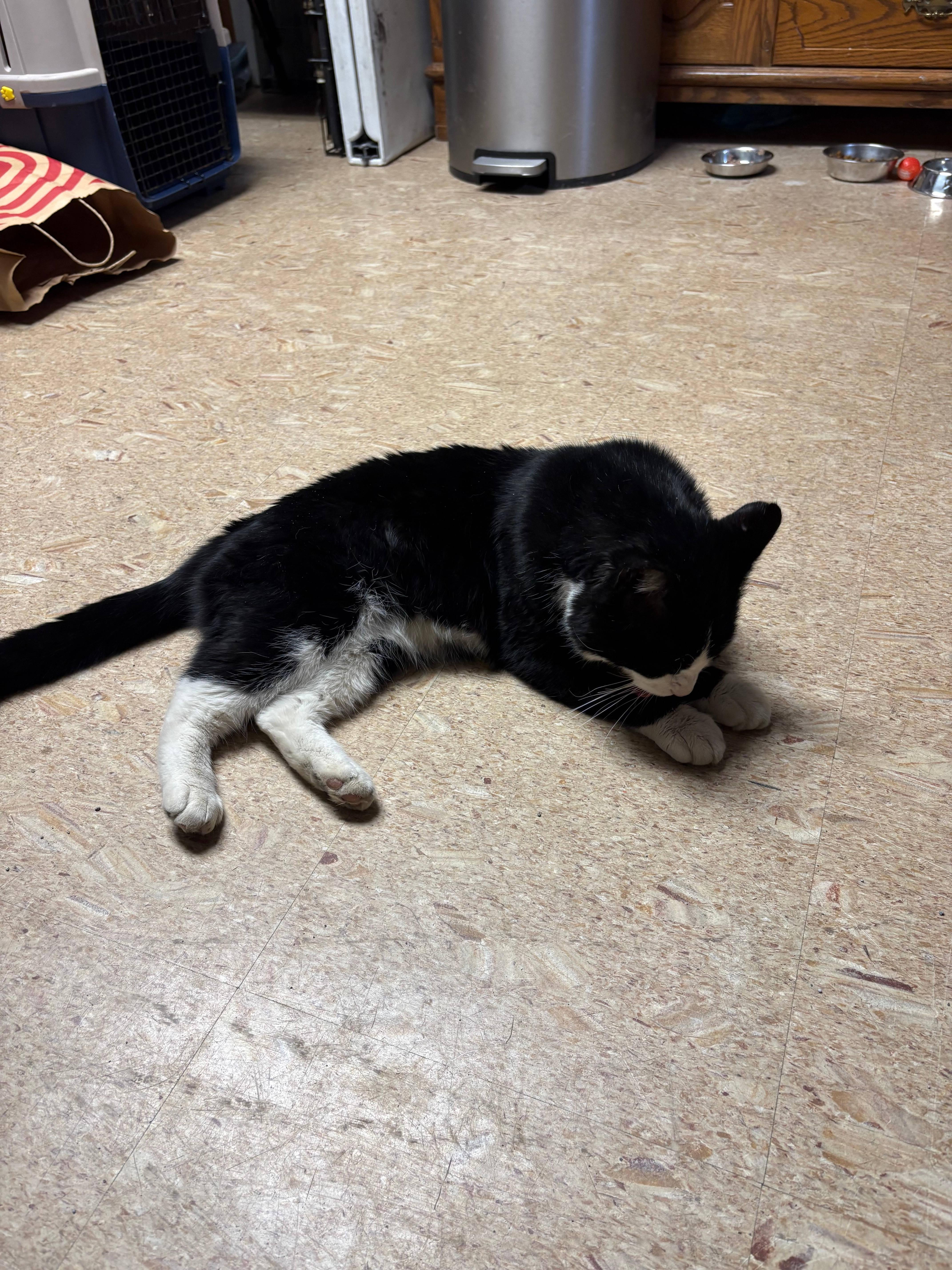 Enlarge Moo, an adoptable Domestic Short Hair in Melrose, MA image 3/6