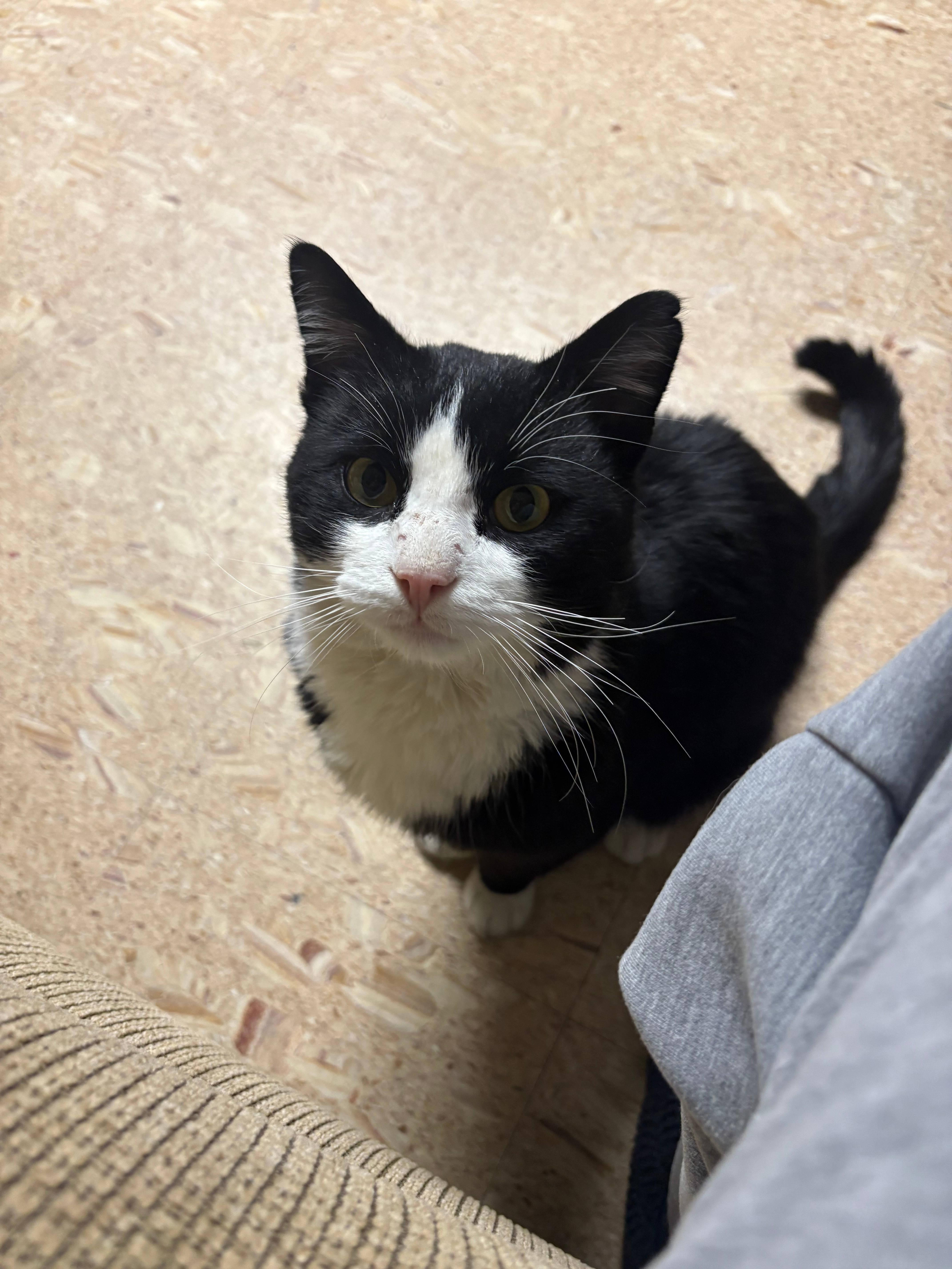 Moo, adoptable, Young Male Domestic Short Hair.