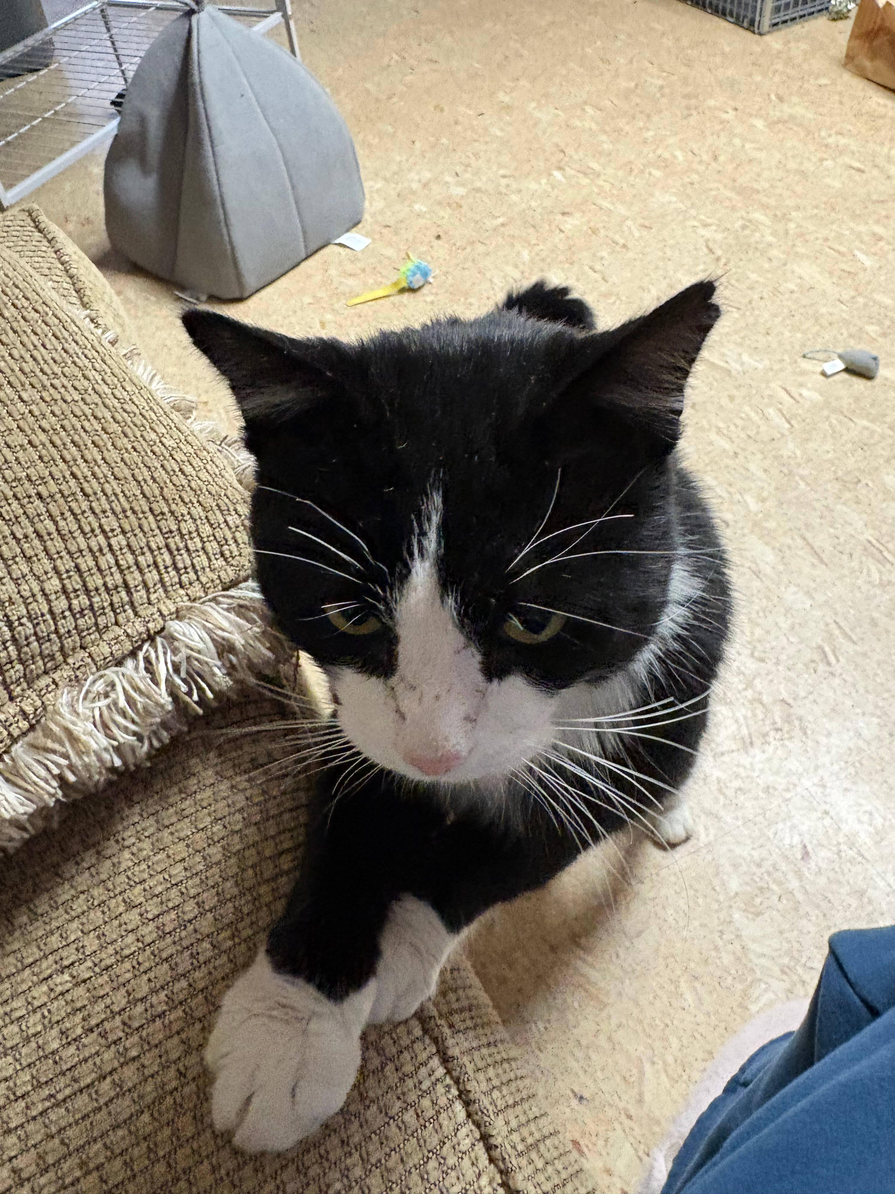 Enlarge Moo, an adoptable Domestic Short Hair in Melrose, MA image 4/6