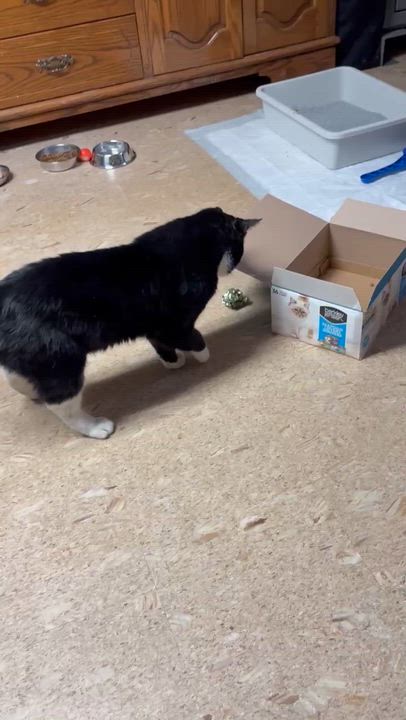 Enlarge Moo, an adoptable Domestic Short Hair in Melrose, MA video 6/6