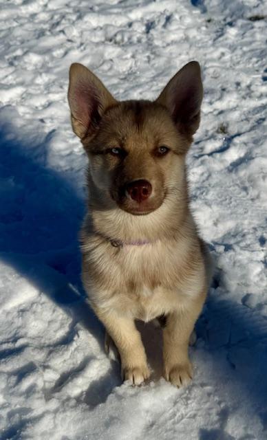 Enlarge Twinkie, a ADOPTABLE mixed breed in Racine, WI image 3/6