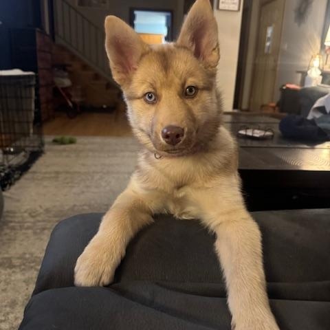 Enlarge Twinkie, a ADOPTABLE mixed breed in Racine, WI image 2/6