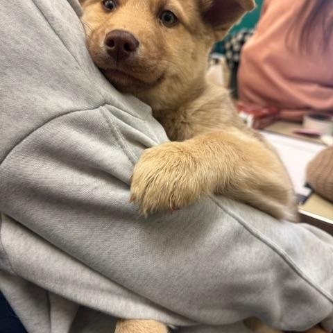 Enlarge Twinkie, a ADOPTABLE mixed breed in Racine, WI image 1/6