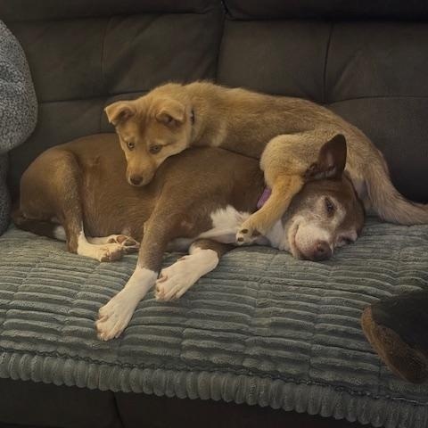 Enlarge Twinkie, a ADOPTABLE mixed breed in Racine, WI image 4/6