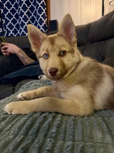 Enlarge Twinkie, a ADOPTABLE mixed breed in Racine, WI image 6/6