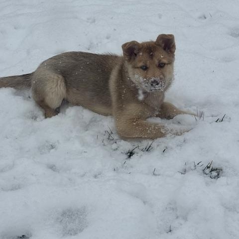 Enlarge Twinkie, a ADOPTABLE mixed breed in Racine, WI image 5/6