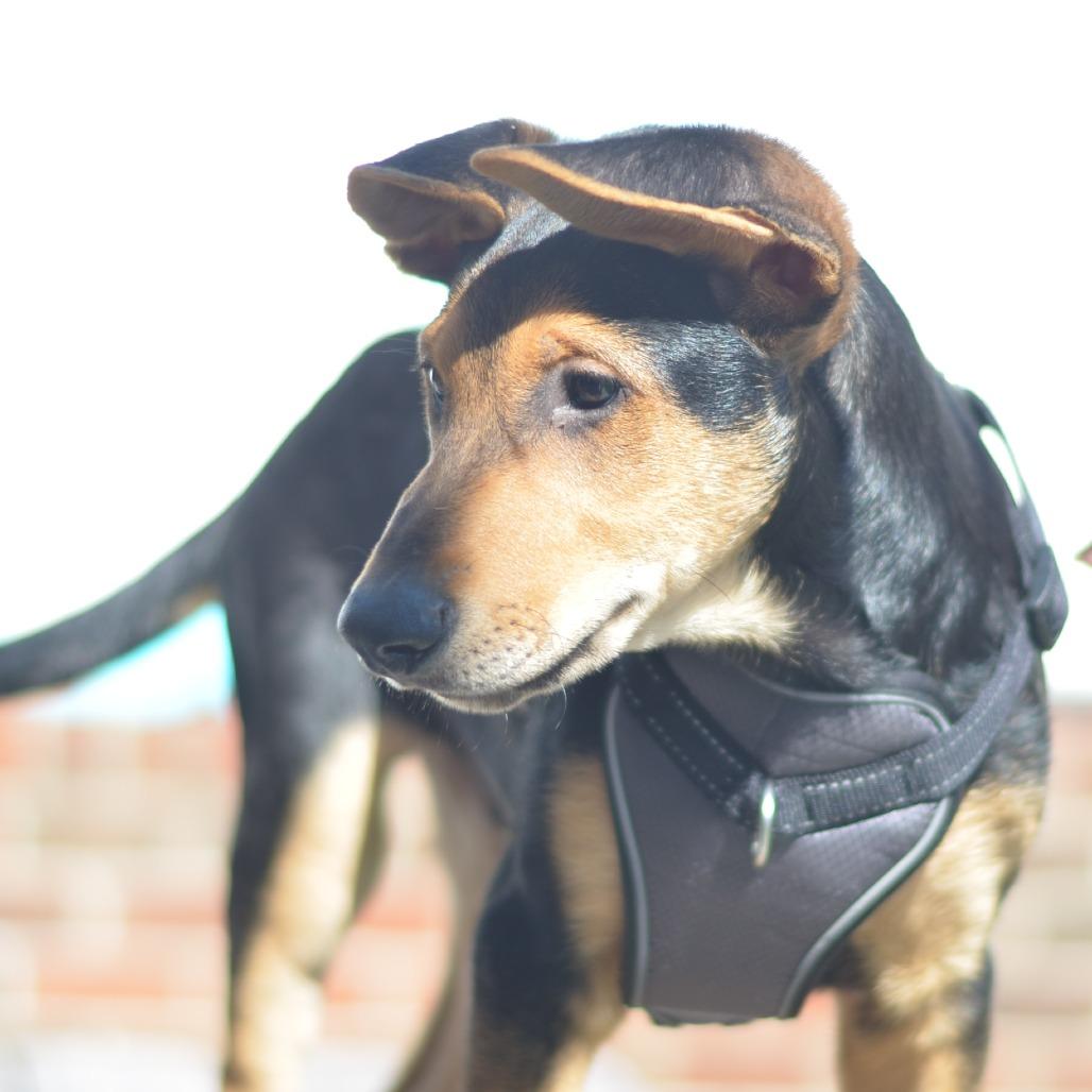 Gryffindor, Adoptable, Young Male Shepherd.