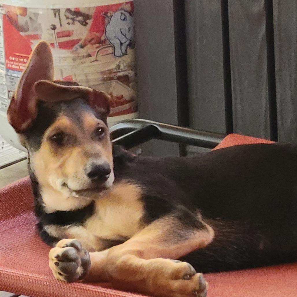 Enlarge Gryffindor, a Adoptable Shepherd in Winston Salem, NC image 2/6