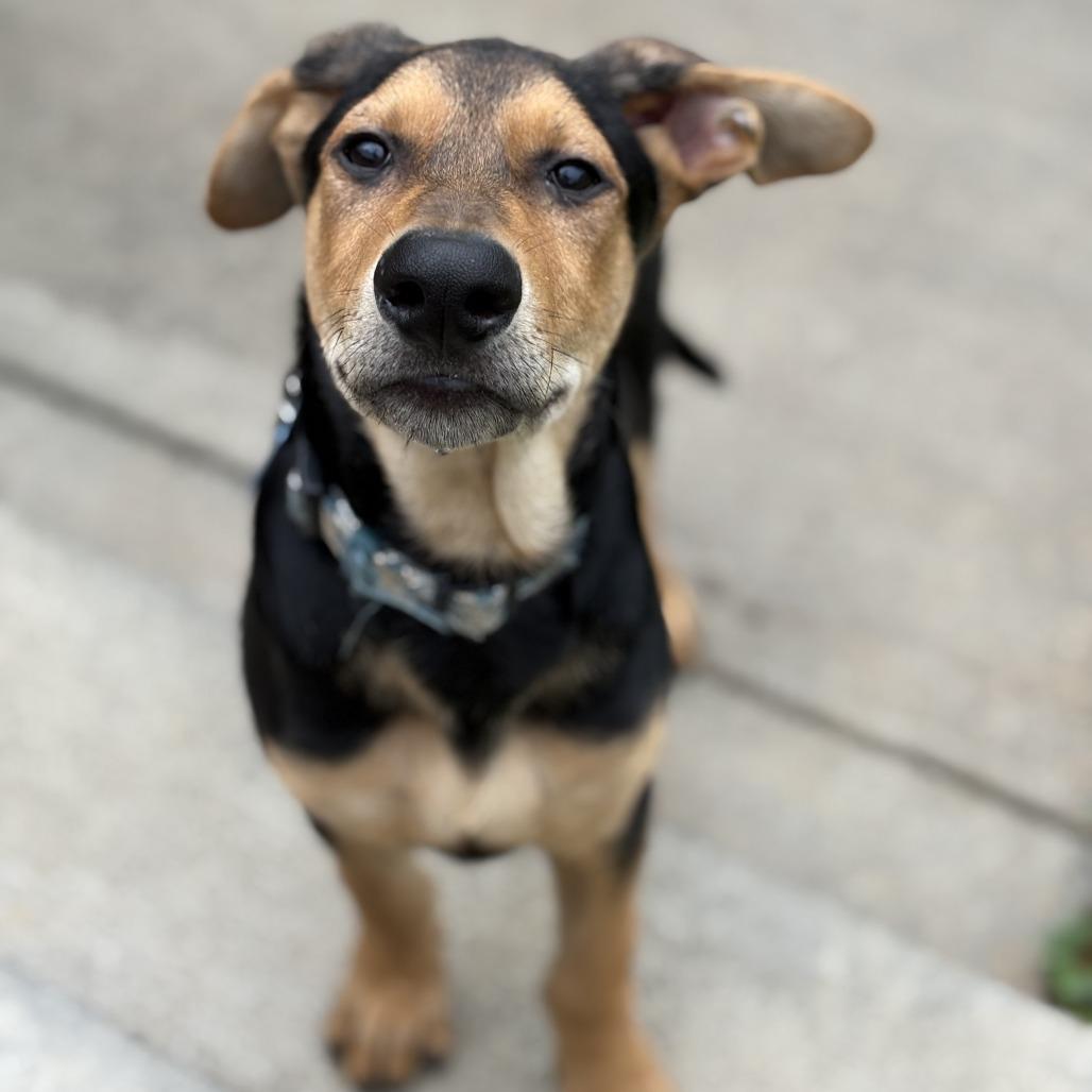 Enlarge Gryffindor, a Adoptable Shepherd in Winston Salem, NC image 3/6
