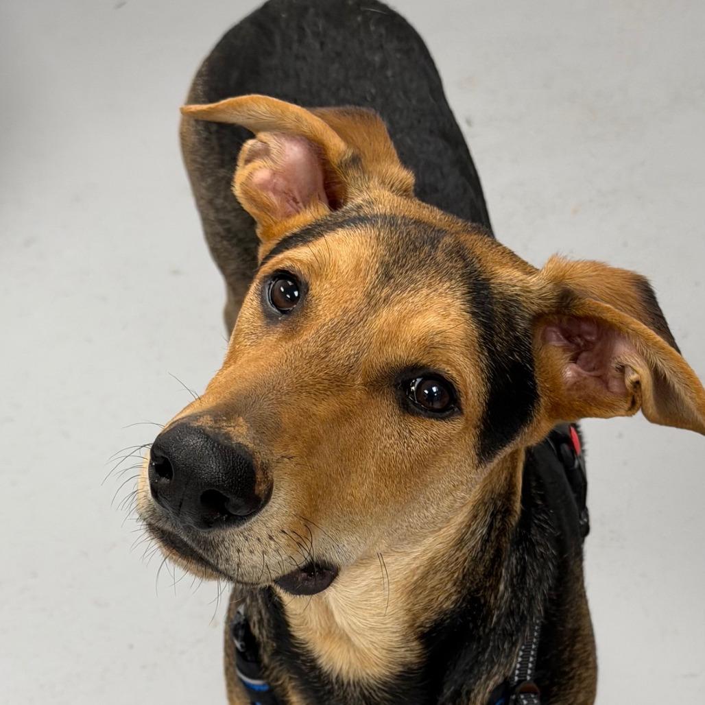 Gryffindor — thumbnail 3