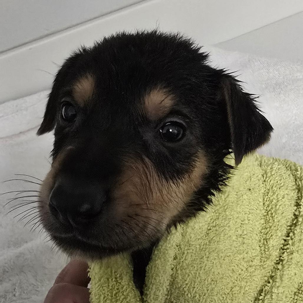 Enlarge Gryffindor, a Adoptable Shepherd in Winston Salem, NC image 4/6