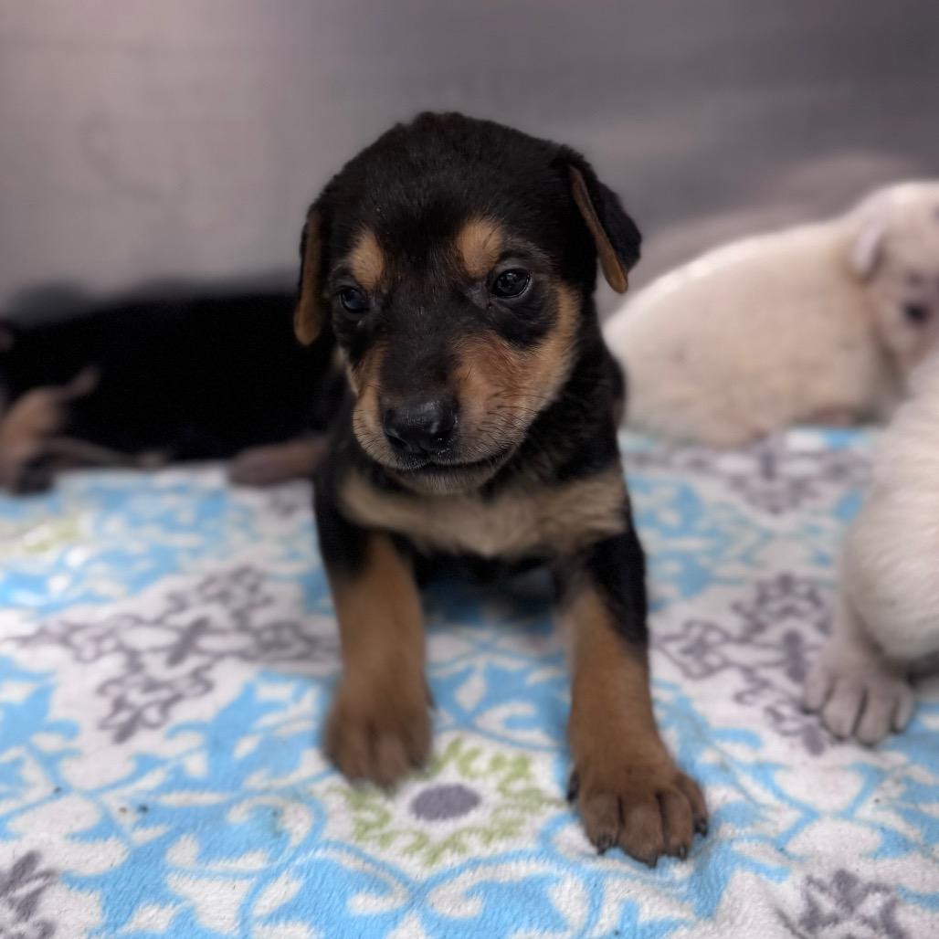 Enlarge Gryffindor, a Adoptable Shepherd in Winston Salem, NC image 5/6