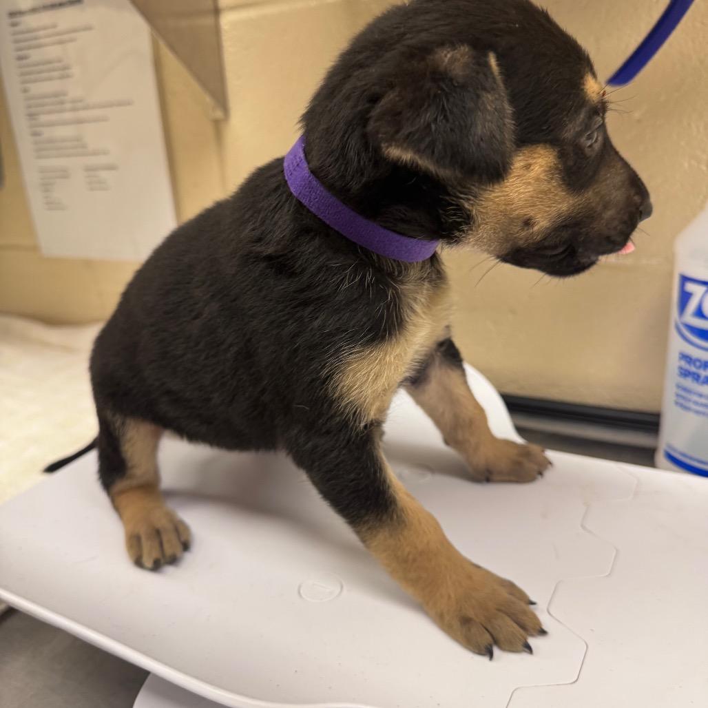 Enlarge Gryffindor, a Adoptable Shepherd in Winston Salem, NC image 6/6