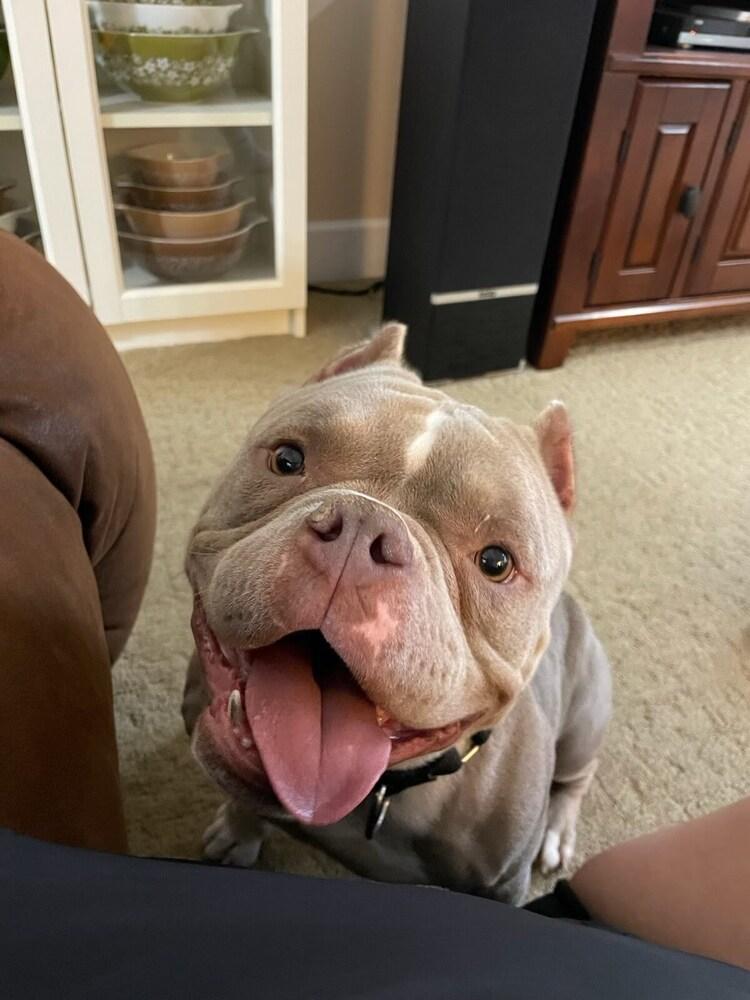 Peanut Butter, Adoptable, Adult Female American Bully.