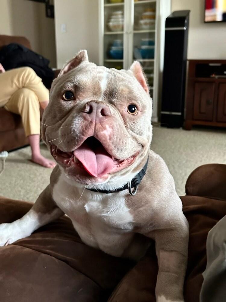 Enlarge Peanut Butter, a Adoptable American Bully in Oakland, MI image 2/6