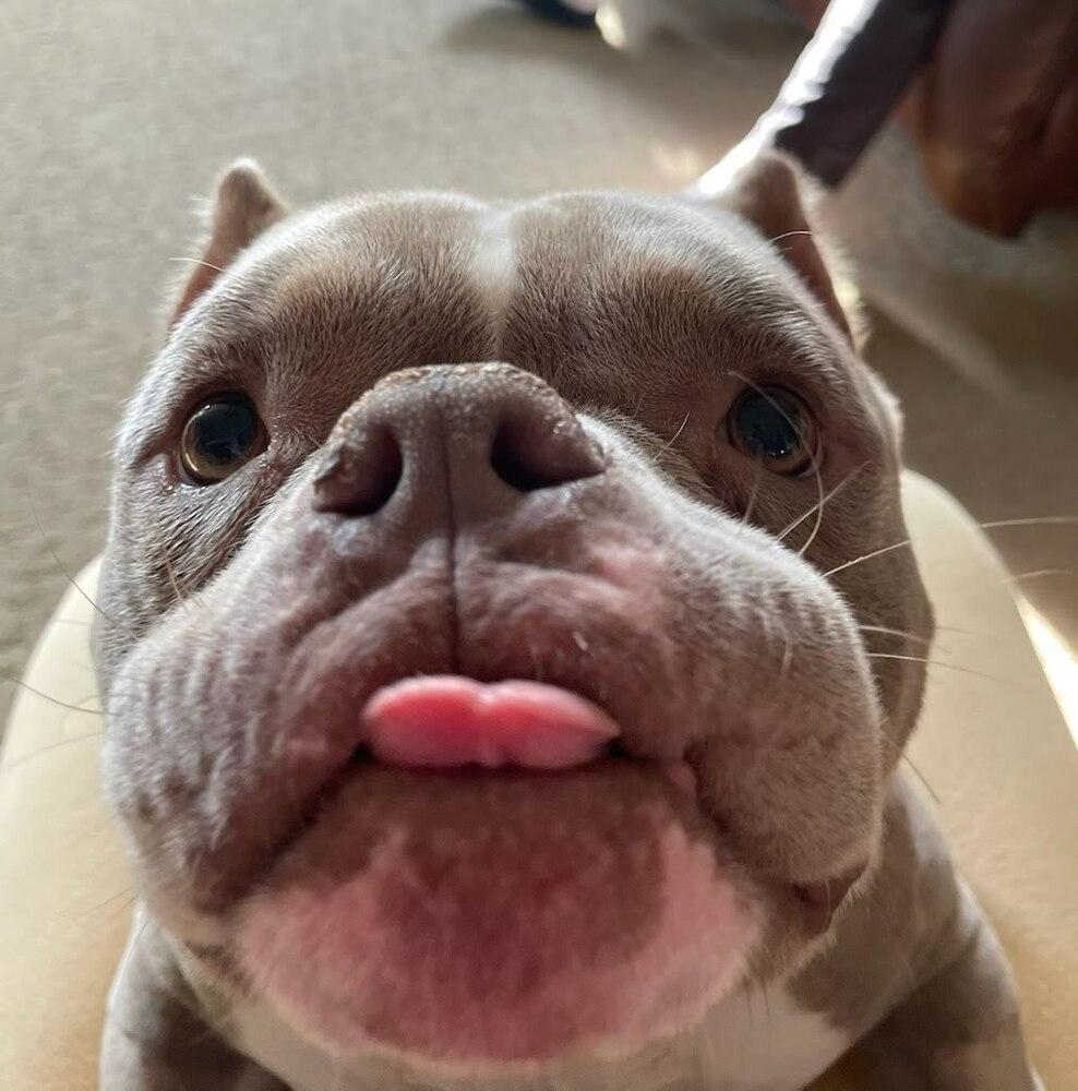 Enlarge Peanut Butter, a Adoptable American Bully in Oakland, MI image 3/6