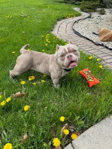 Enlarge Peanut Butter, a Adoptable American Bully in Oakland, MI image 4/6