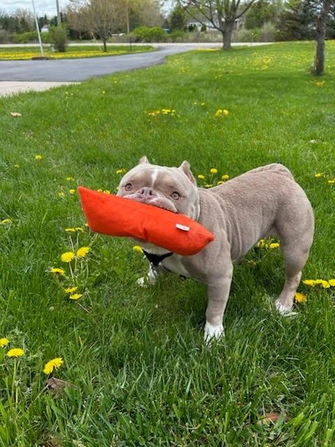 Enlarge Peanut Butter, a Adoptable American Bully in Oakland, MI image 5/6