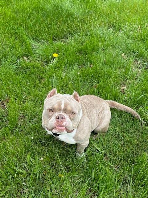 Enlarge Peanut Butter, a Adoptable American Bully in Oakland, MI image 6/6