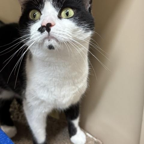 Enlarge Oreo, a Adopted mixed breed in Richmond, VA image 3/3