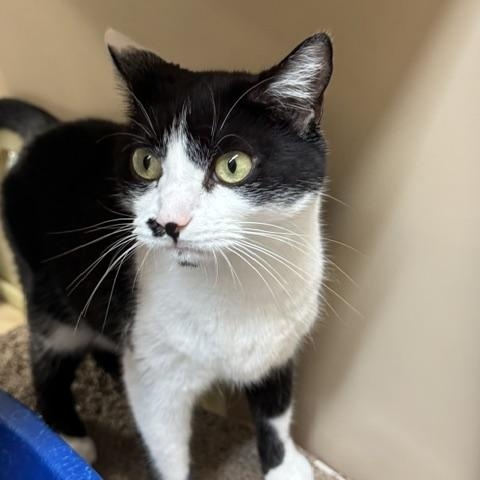 Oreo, Adopted, Adult Female Domestic Short Hair.