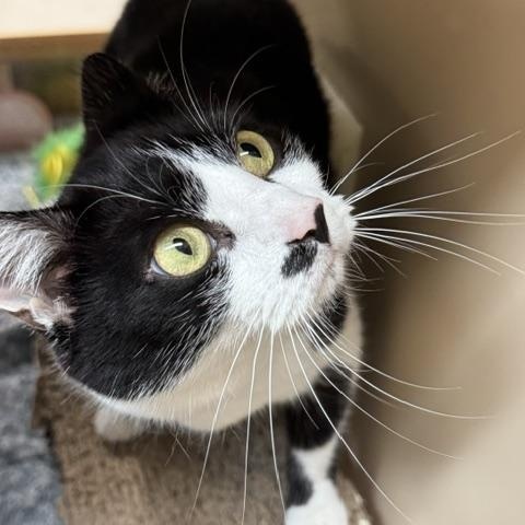 Enlarge Oreo, a Adopted mixed breed in Richmond, VA image 2/3