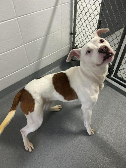 Miss Whiskey Chompers, Adoptable, Adult Female Pit Bull Terrier & Mixed Breed.