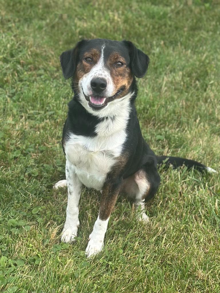 Mingus, Adoptable, Adult Male Beagle.