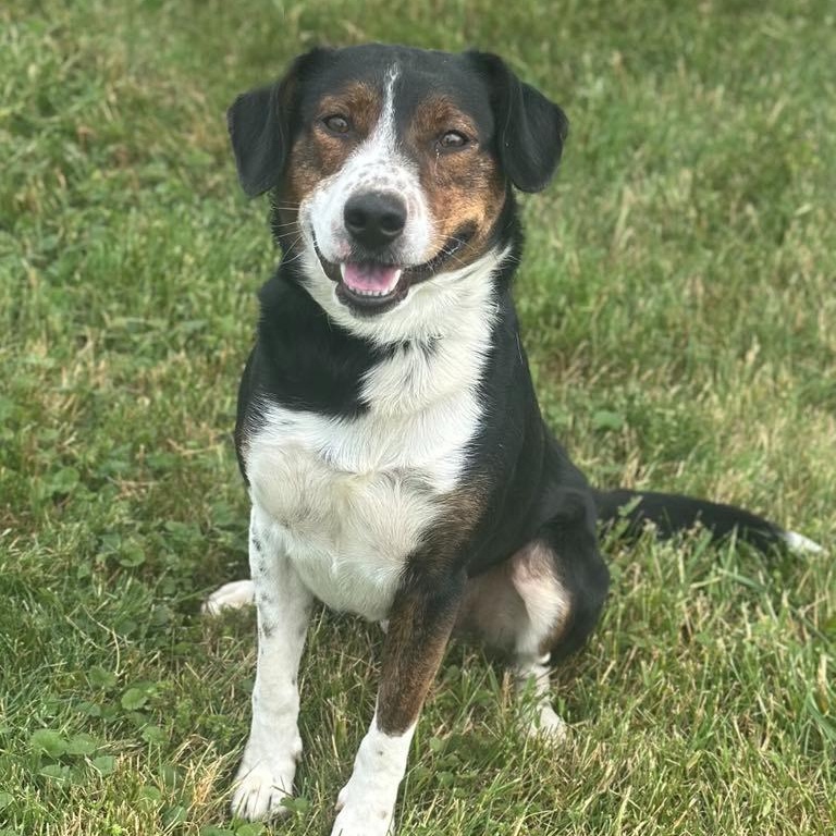 Enlarge Mingus, a Adoptable mixed breed in Wapakoneta, OH image 1/4