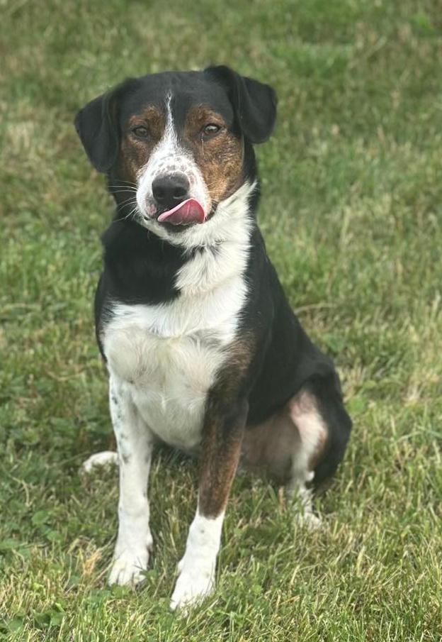 Mingus, a Adoptable mixed breed in Wapakoneta, OH image 2/4