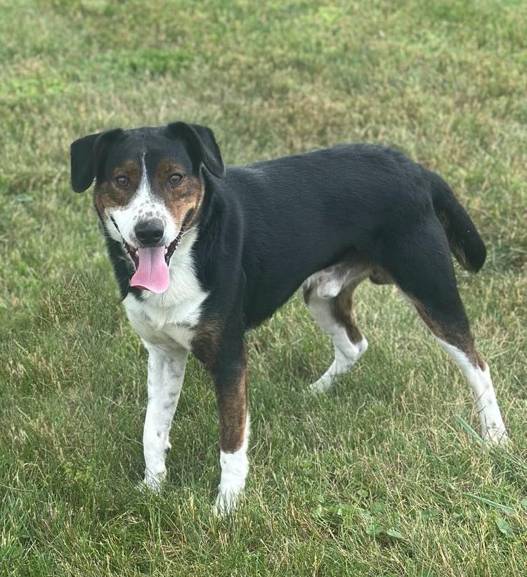Mingus, a Adoptable mixed breed in Wapakoneta, OH image 4/4