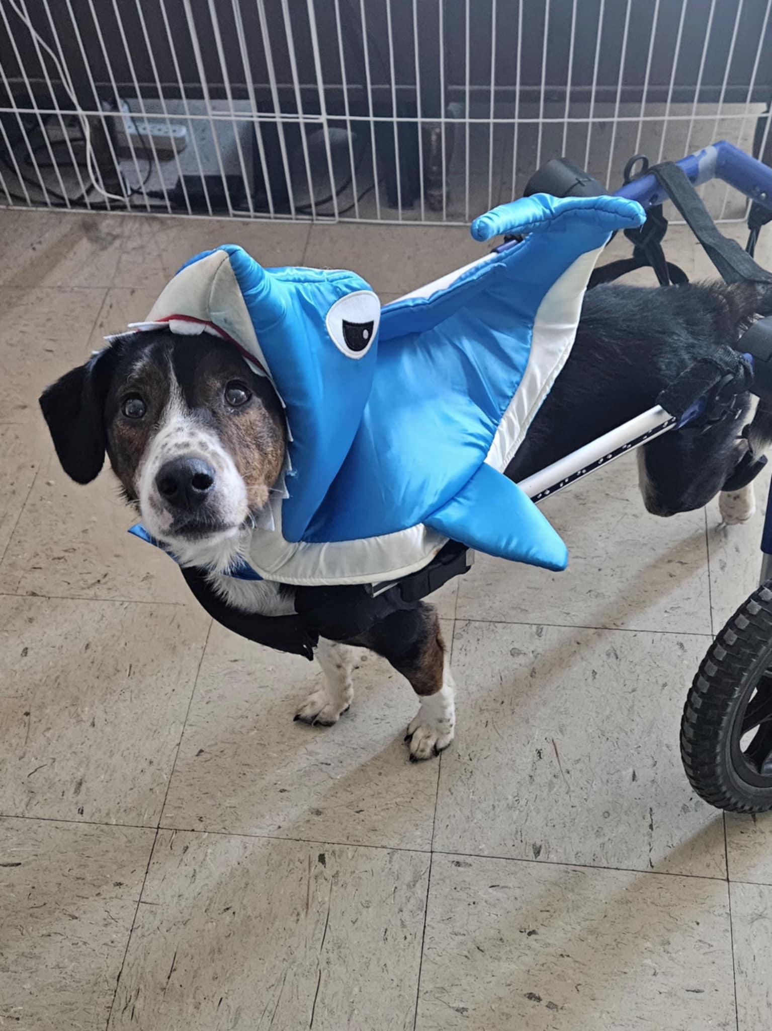 Mingus, Adoptable, Adult Male Beagle.