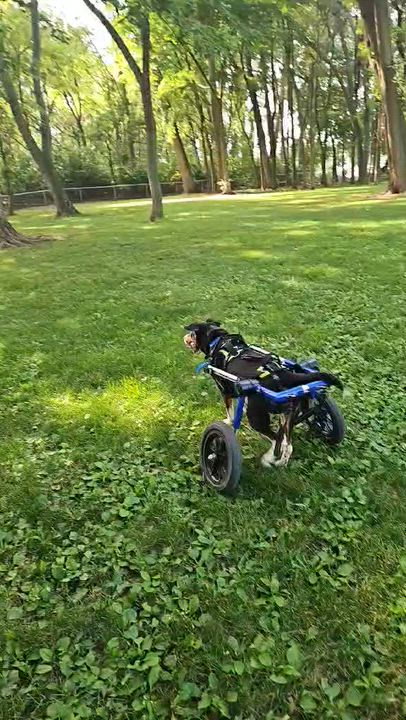 Enlarge Mingus, a Adoptable mixed breed in Wapakoneta, OH video 5/6