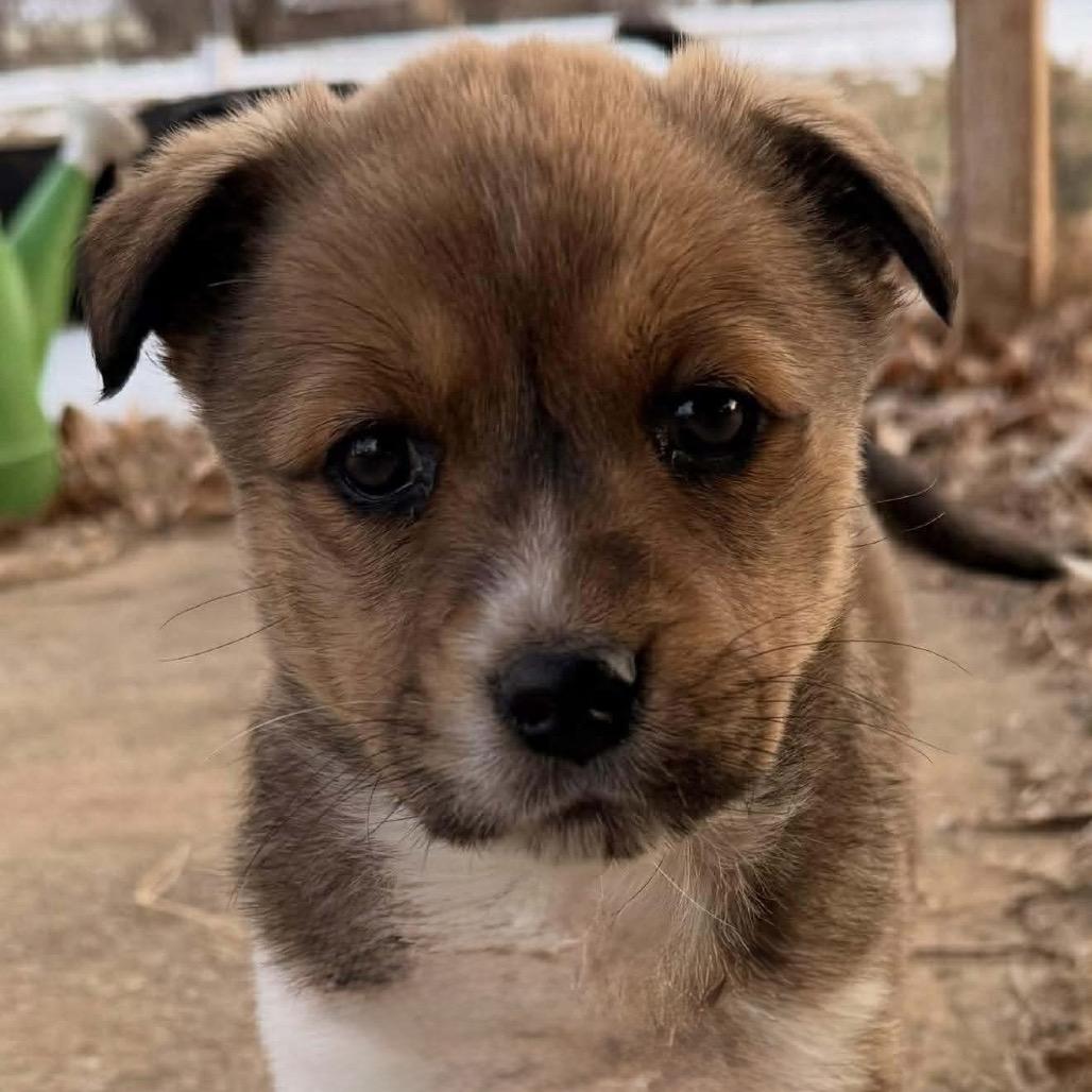 Enlarge Meadow, a Adoptable Mixed Breed in Oxford, ME image 1/5